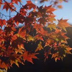 2016年10月中旬　滝の上公園　紅葉